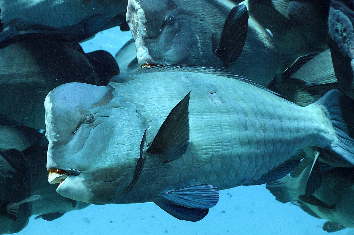 Sipadan_2015_Poisson perroquet a bosse_Bolbometopon muricatum_IMG_2196_rc.jpg